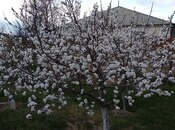 Satılır 2 otaqlı həyət evi/bağ evi 110 m², Novxanı q., photo 6 from 8