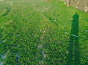 Elan №6008737 - Bakı, Buzovna q., 10 sot