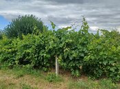 Satılır  torpaq 2 000 sot, photo 4 from 8