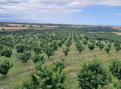 Объявление №6009372 - Гусар, Гусар, 2000 сот