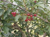 Satılır  torpaq 2 000 sot, photo 6 from 8