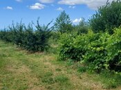 Satılır  torpaq 2 000 sot, photo 5 from 8