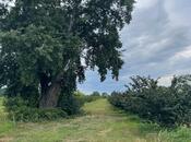 Объявление №6009687 - Гусар, Гусар, 223.4 сот