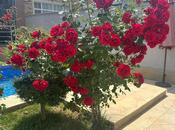 Продаётся 4-комн. дом/дача 170 м², пос. Мардакан, photo 8 from 8