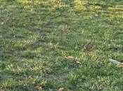 Elan №6012460 - Bakı, Məmmədli q., 1.5 sot