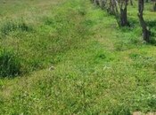 Elan №6013653 - Sabirabad, Sabirabad, 300 sot