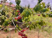 Satılır 6 otaqlı həyət evi/bağ evi 600 m², Mərdəkan q., photo 6 from 8