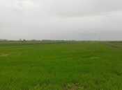 Elan №6016034 - Şabran, Şabran, 400 sot