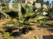 Продаётся 3-комн. дом/дача 100 м², пос. Мардакан, photo 1 from 8