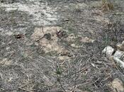 Продаётся  участок 4 сот, пос. Дюбенди, photo 3 from 8