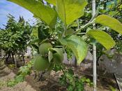 Продаётся 5-комн. дом/дача 300 м², Сабунчинский  р., photo 5 from 8