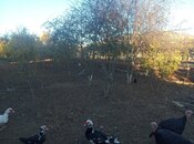 Satılır  torpaq 8 sot, Qala q., photo 2 from 5