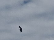 Satılır  torpaq 50 sot, Pirəkəşkül q., photo 5 from 5