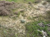 Продаётся  участок 12 сот, пос. Пиршаги, photo 2 from 4