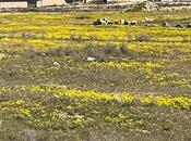 Объявление №6024825 - Баку, пос. Дюбенди, 10 сот