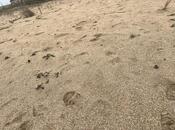 Продаётся  участок 6 сот, пос. Sea Breeze, photo 2 from 6