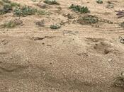 Продаётся  участок 6 сот, пос. Sea Breeze, photo 5 from 6