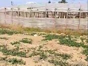 Satılır  torpaq 700 sot, Zirə q., photo 2 from 7