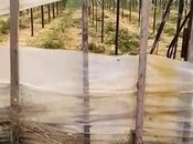 Satılır  torpaq 700 sot, Zirə q., photo 4 from 7