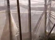 Satılır  torpaq 700 sot, Zirə q., photo 7 from 7