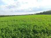 Объявление №6029447 - Гёйчай, Гёйчай, 176 сот