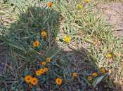 Satılır  torpaq 16 sot, Novxanı q., photo 8 from 8