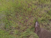 Продаётся  участок 3 сот, пос. Бадамдар, photo 4 from 5