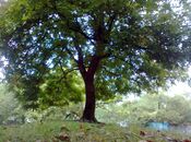 Объявление №6035064 - Агджабеди, Агджабеди, 6 сот