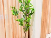 Сдается 4-комн. дом/дача 260 м², пос. Тюркан, photo 8 from 8