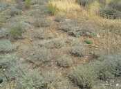 Satılır  torpaq 6.2 sot, Badamdar q., photo 3 from 4