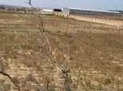 Продаётся  участок 250 сот, пос. Мамедли, photo 3 from 3