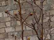 Продаётся 1-комн. дом/дача 40 м², пос. Савалан, photo 3 from 7