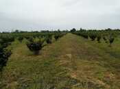 Объявление №6040170 - Хачмаз, Хачмаз, 50 сот