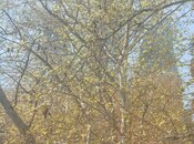 Satılır 3 otaqlı köhnə tikili 80 m², İçəri Şəhər m., photo 8 from 8