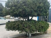 İcarəyə verilir  obyekt 430 m², Xətai r., photo 5 from 7