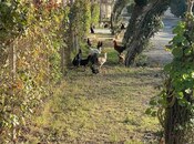 Elan №6042517 - Ağdam, Ağdam, 40 sot