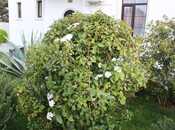 Satılır 4 otaqlı həyət evi/bağ evi 161 m², Bilgəh q., photo 7 from 8