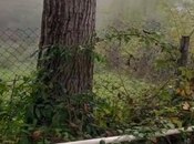 Elan №6042325 - Göygöl, Göygöl, 10 sot