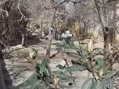 Satılır  torpaq 4 sot, Nəsimi m., photo 1 from 5