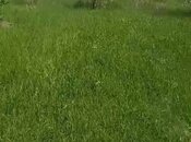 Satılır  torpaq 10 sot, Mehdiabad q., photo 1 from 6