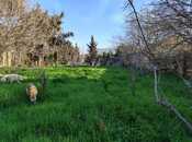 Объявление №6045146 - Баку, пос. Новханы, 24 сот