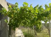 İcarəyə verilir 7 otaqlı həyət evi/bağ evi 520 m², Buzovna q., photo 8 from 8