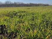 Продаётся  участок 126 сот, Хачмазский р., photo 4 from 4