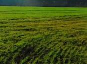 Продаётся  участок 126 сот, Хачмазский р., photo 2 from 4