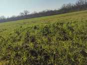 Продаётся  участок 126 сот, Хачмазский р., photo 3 from 4