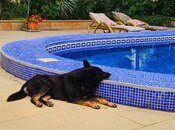 Satılır 5 otaqlı həyət evi/bağ evi 240 m², Nardaran q., photo 3 from 8