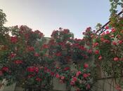 İcarəyə verilir 8 otaqlı həyət evi/bağ evi 750 m², Azadlıq Prospekti m., photo 4 from 8