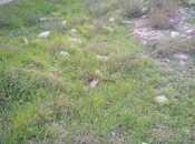 Продаётся  участок 3.7 сот, пос. Бадамдар, photo 1 from 3