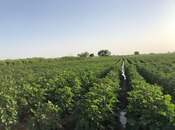 Elan №6054203 - İmişli, İmişli, 15000 sot