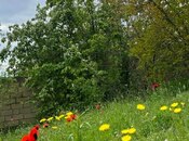 Elan №6010007 - Göygöl, Göygöl, 31 sot